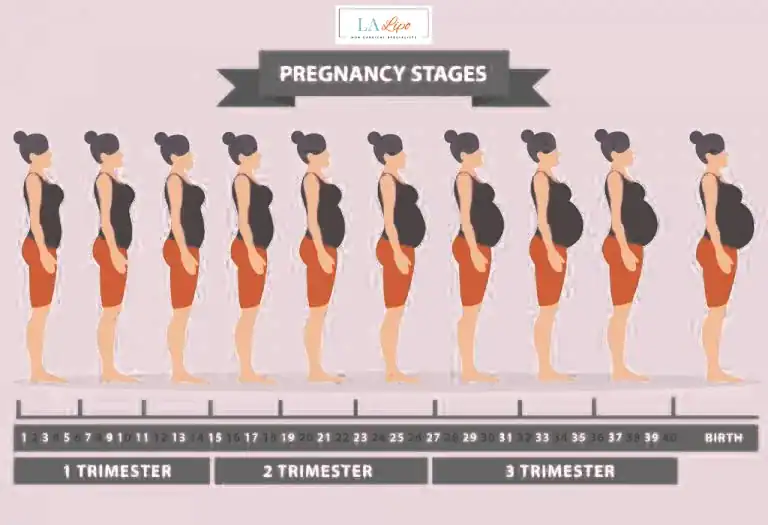 First Trimester (Weeks 1–12): Early Changes You Might Not Notice Liss